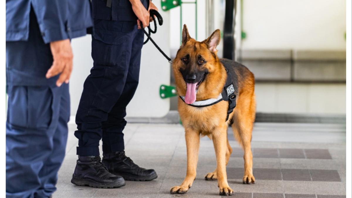 "गोळी लागली, रक्त सांडलं, पण जिद्द सुटली नाही; जखमी 'टायसन'ने कंठस्नान घातले ३ दहशतवाद्यांना!"
