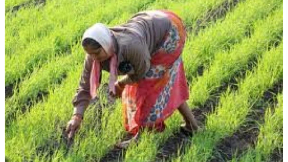 चांदवडमध्ये शेतकऱ्यांचा एल्गार... या मागण्यांसाठी आमरण उपोषण सुरू...