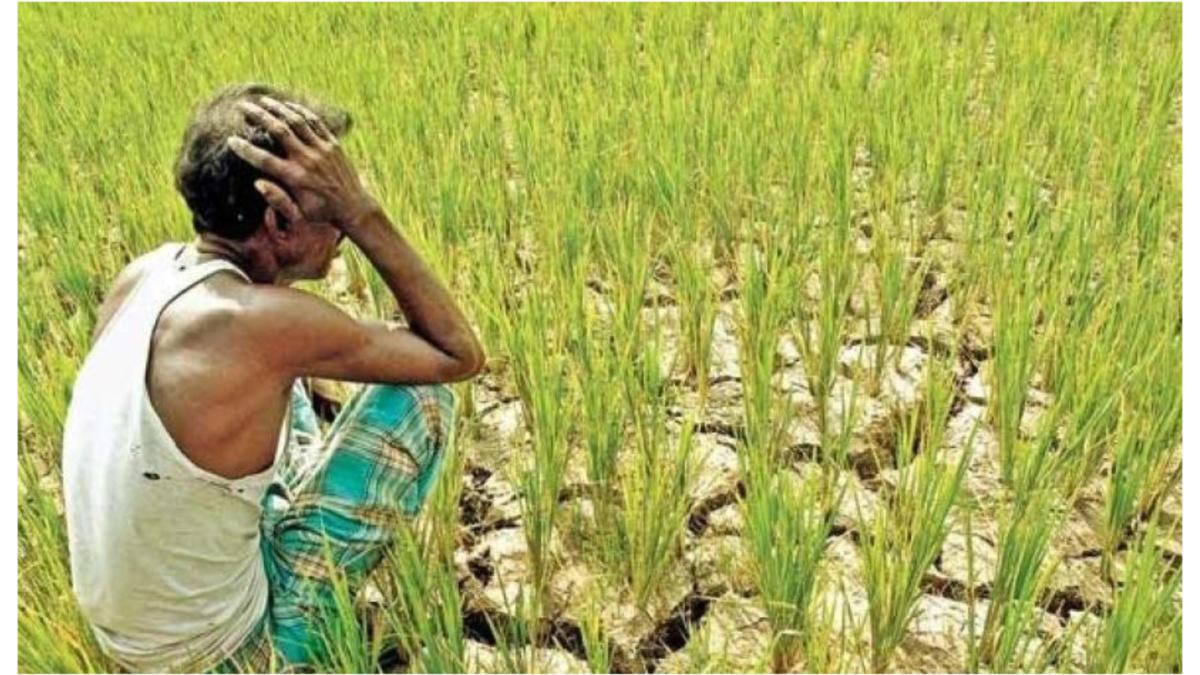 नैसर्गिक आपत्तीमुळे बाधित शेतकऱ्यांना मदत कधी आणि कशी मिळणार? सरकार विधानसभेत म्हणते...