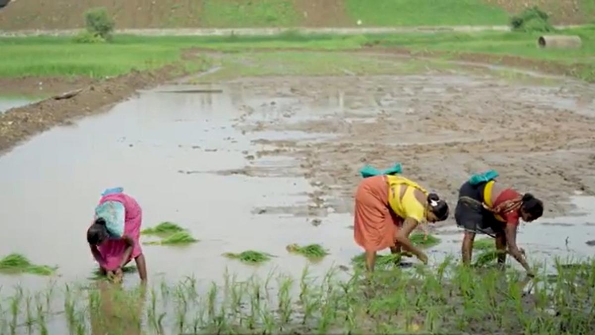 युद्धाचा फटका शेतीलाही... याचा तुटवडा होणार...