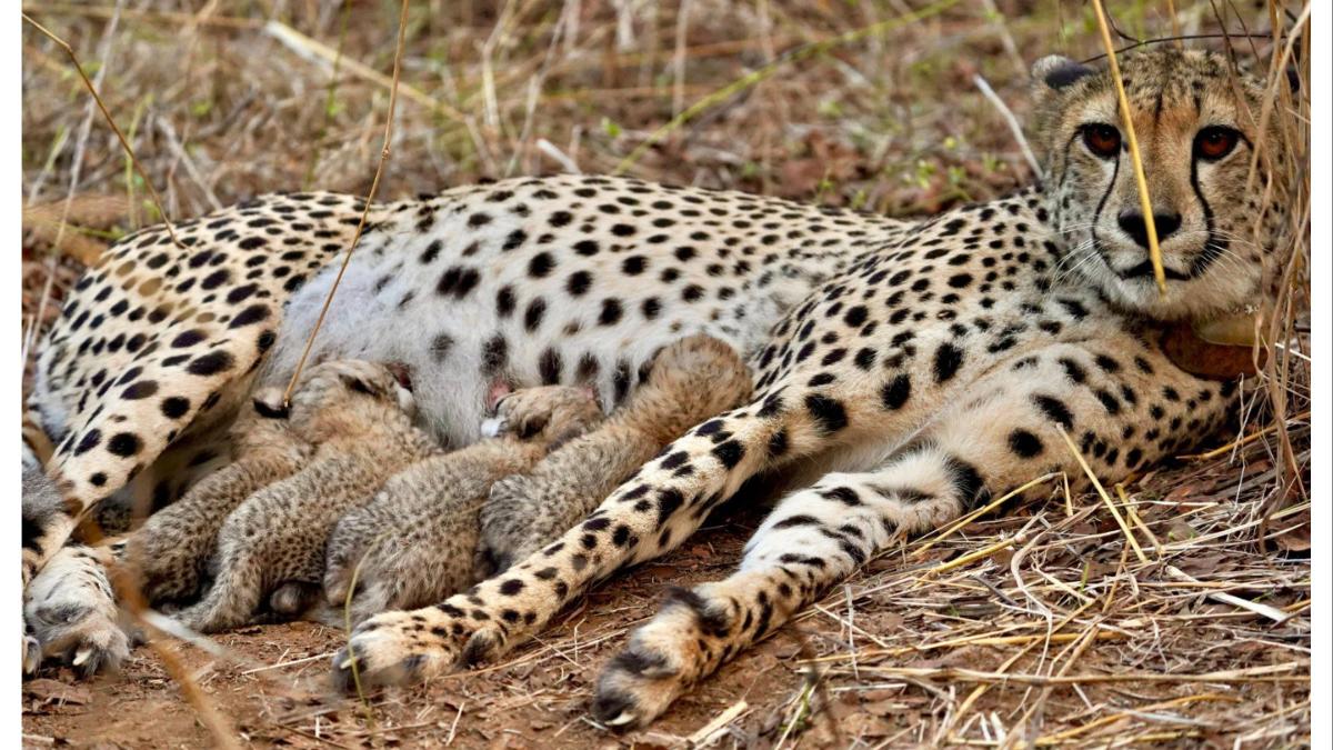 'ज्वाला’ने दिला पाच बछड्यांना जन्म... भारतात जन्मलेल्या चित्त्यांच्या बछड्यांची संख्या पोहोचली...