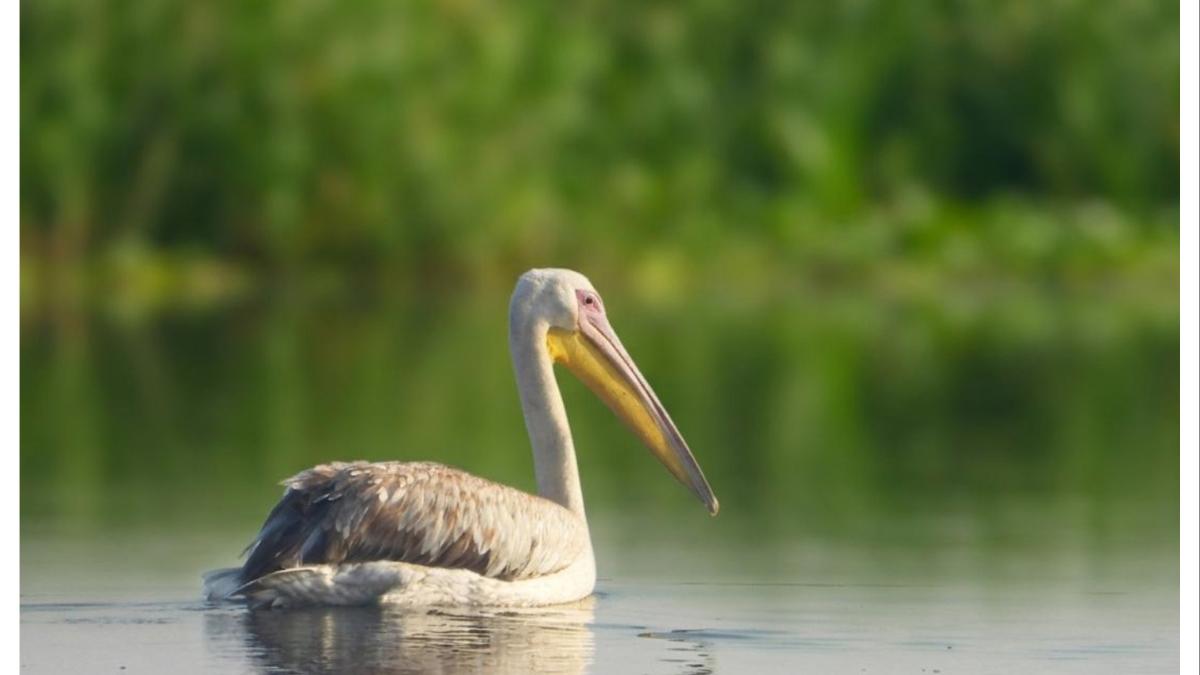 महाराष्ट्रासाठी ऐतिहासिक घटना... नांदूरमध्यमेश्वरमध्ये या पक्षाचे आगमन...