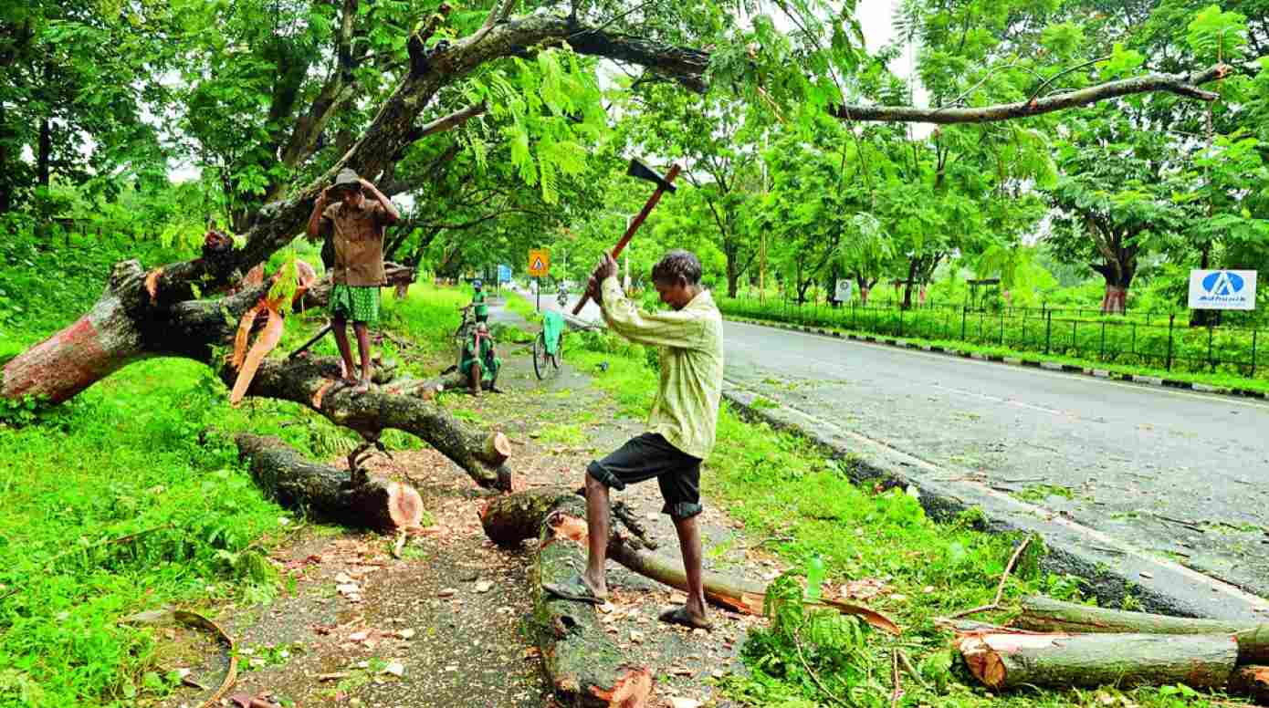 म्हणून तोडली गंगापूर रोडवरील ५५ झाडे...  धक्कादायक बाब उघड...  या ६ जणांना अटक...