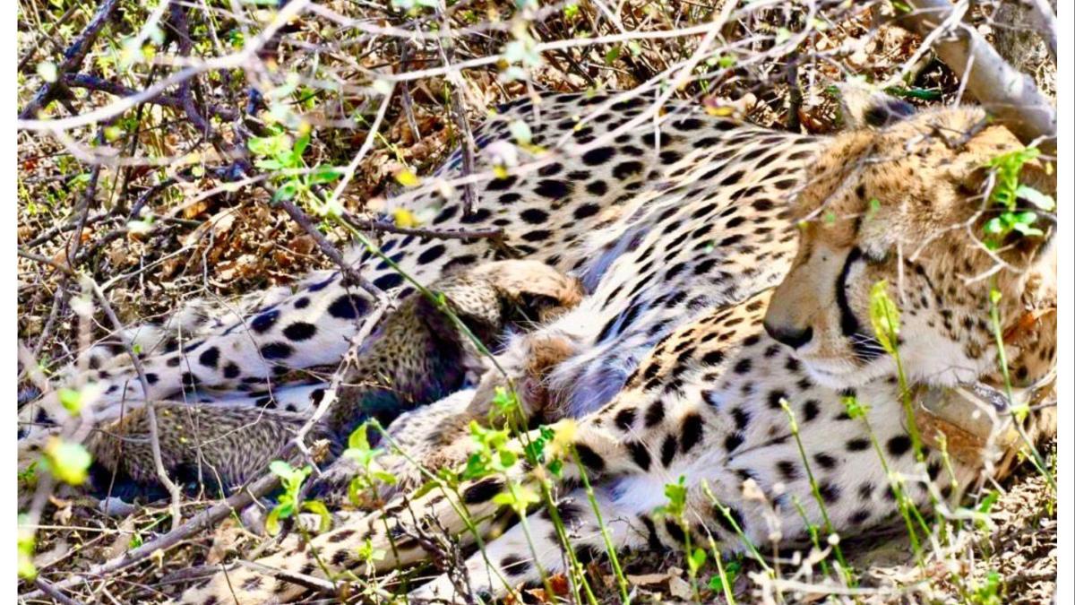 प्रोजेक्ट चित्ताला मोठे यश... नैसर्गिक अधिवासात जन्मले चार बछडे... कुनोमध्ये इतिहासाची पुनरावृत्ती