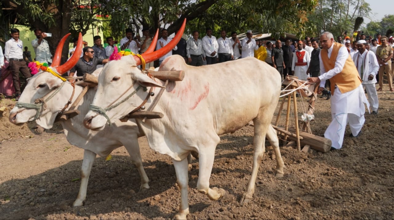 राज्यपालांनी चक्क तिफनवर केली ज्वारीची पेरणी... खोरीपाडाचे आदिवासी शेतकरी सम्राट राऊत यांचे शेत ठरले आकर्षण...