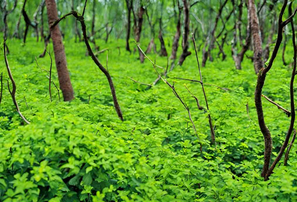 पावसाची ओढ ठरतेय निसर्ग संवर्धनाची संधी...  कसं काय? तुम्हीच बघा...