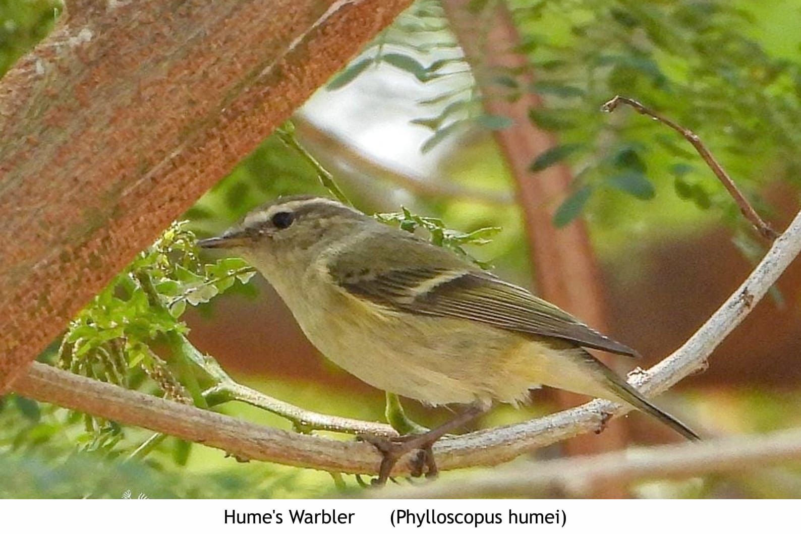 नाशिकमध्ये पहिल्यांदाच आढळला हा दुर्मिळ पक्षी... अशी आहेत त्याची वैशिष्ट्ये...