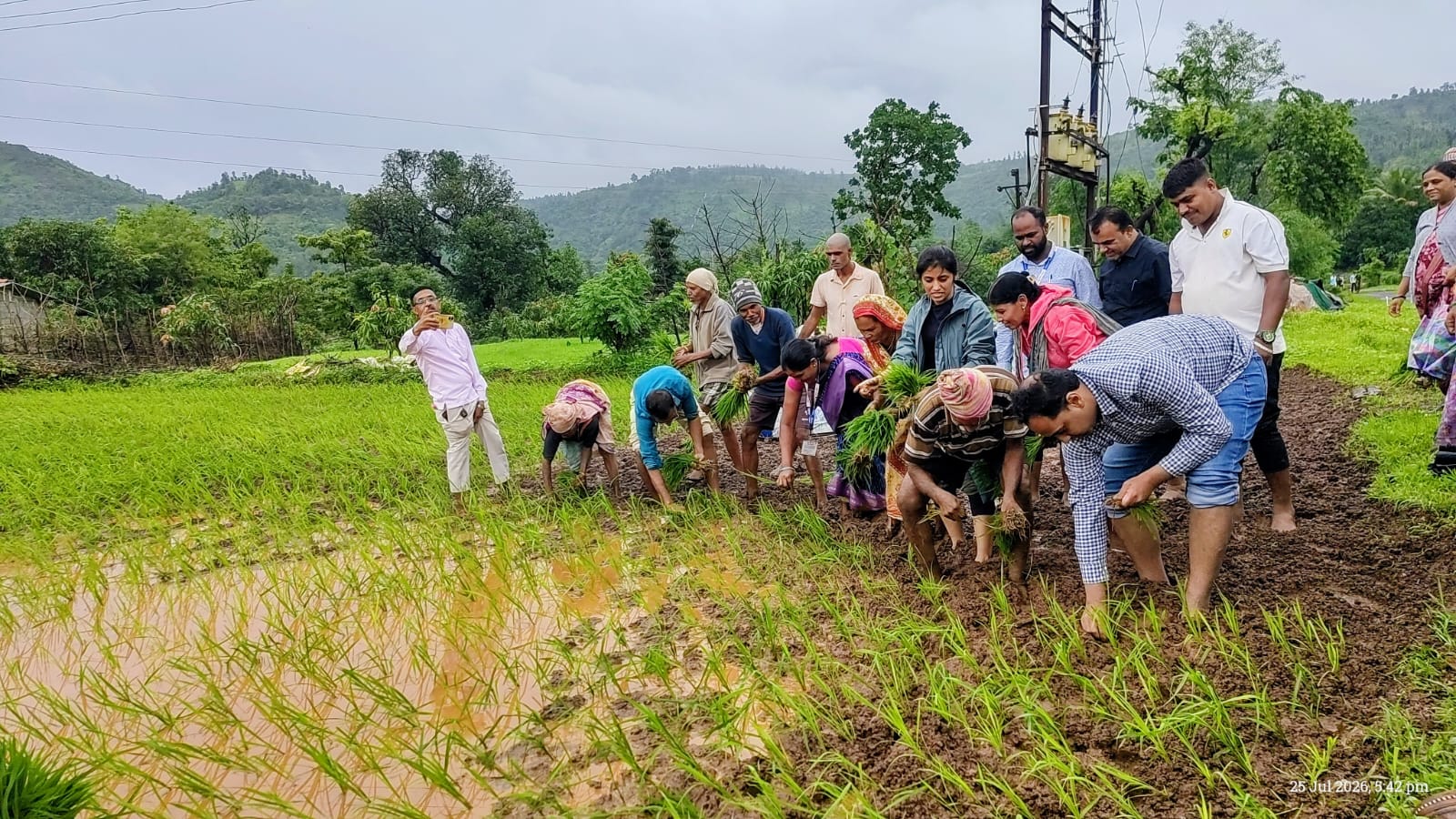 जिल्हाधिकारी आयुष प्रसाद थेट शेतकऱ्यांच्या बांधावर...  चिखलात उतरून केली भातलावणी...